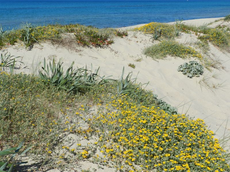 Lotus cytisoides subsp. conradiae e Medicago marina